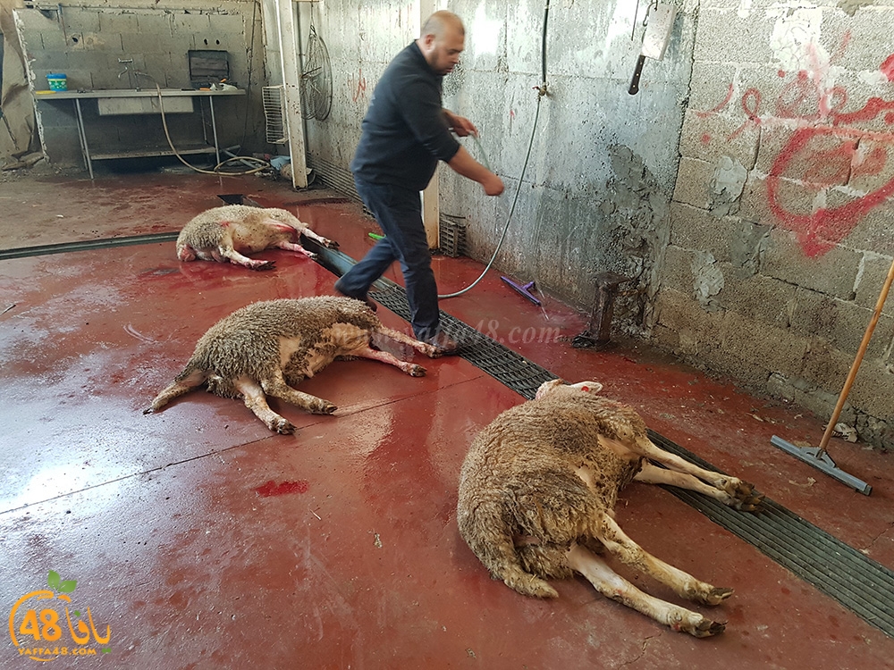 dab7 kharoof jam3iya (11).jpg